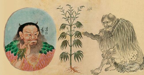cannabis in china