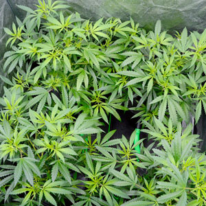 Cannabis flower week 1