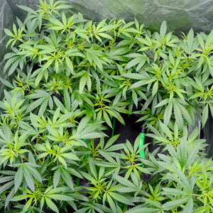 week 1 flower