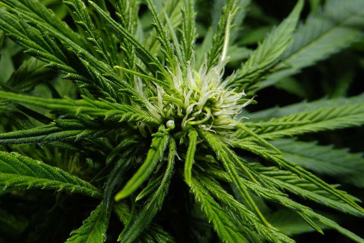 Cannabis flower week 3