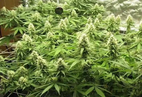 Cannabis flower week 5