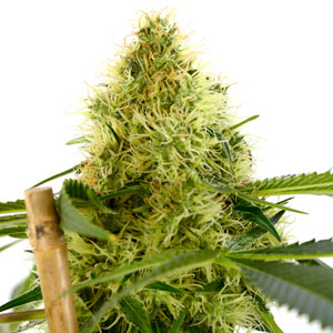 Cannabis flower week 7