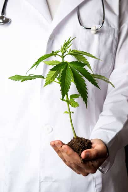 doctor cannabis