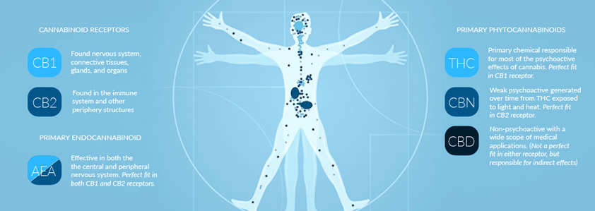 Cannabinoid Receptors
