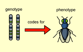 Gentype and Phenotype