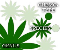 substance-cannabis-market-essential-oil-chemotype Essential Oil Chemo-Type