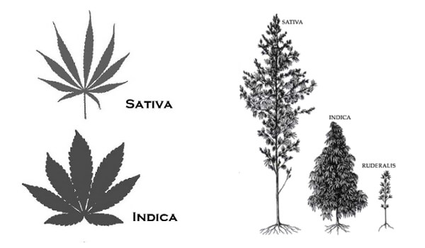 substance-cannabis-market-indica-vs-sativa-appearance Indica Verse Sativa