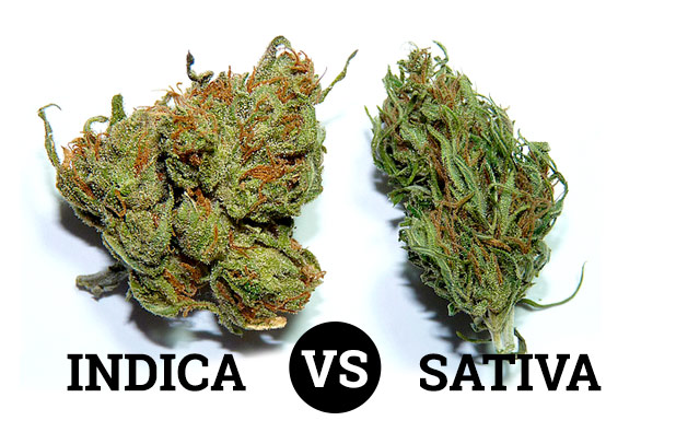 substance-cannabis-market-indica-vs-sativa Indica vs Sativa