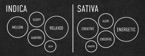 Effects of Indica Vs Sativa