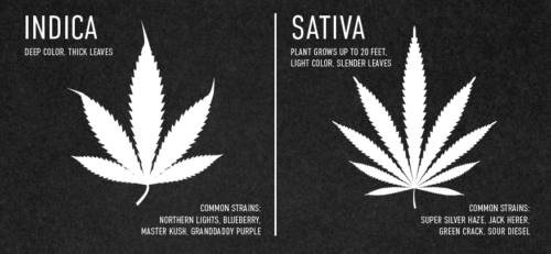 Indica and Sativa
