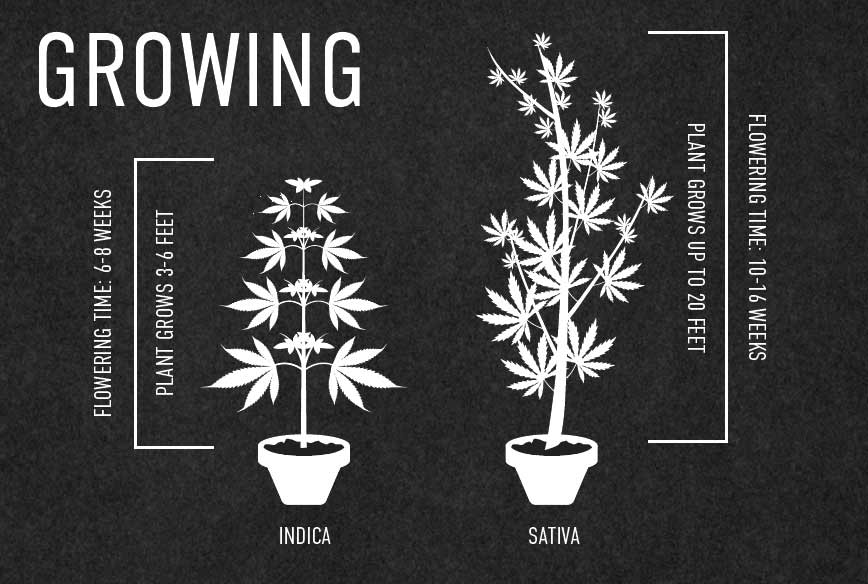 Growing Indica Vs Sativa