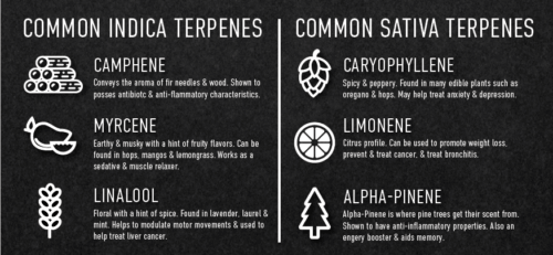 Common Indica and Sativa Terpenes
