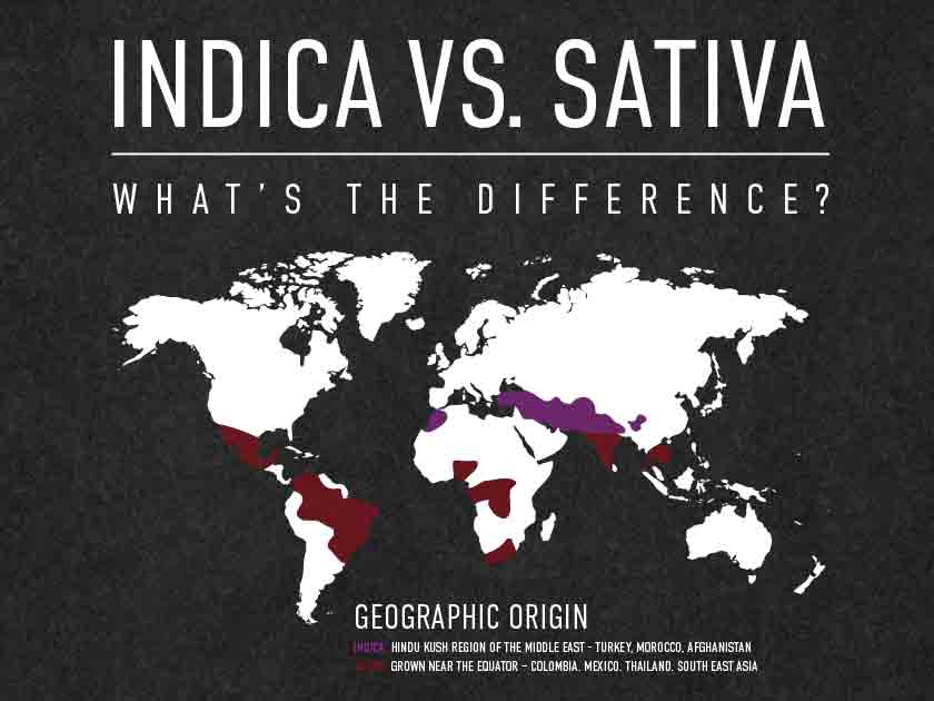 Indica Vs Sativa