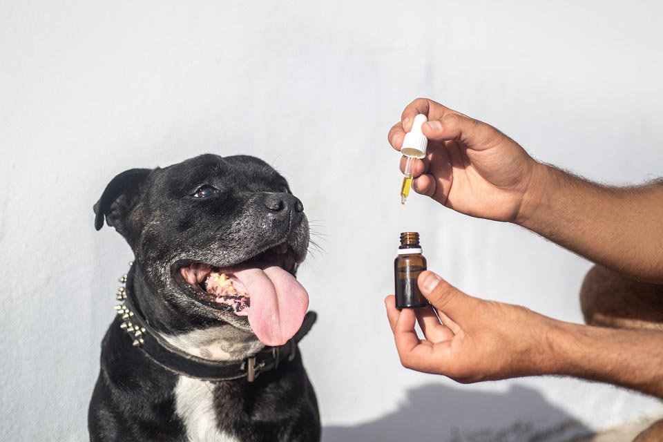 Cannabis and Your Pets