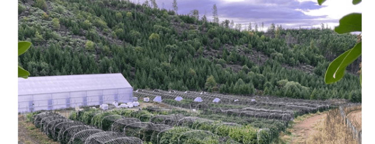 Benson Arbor Header Image
