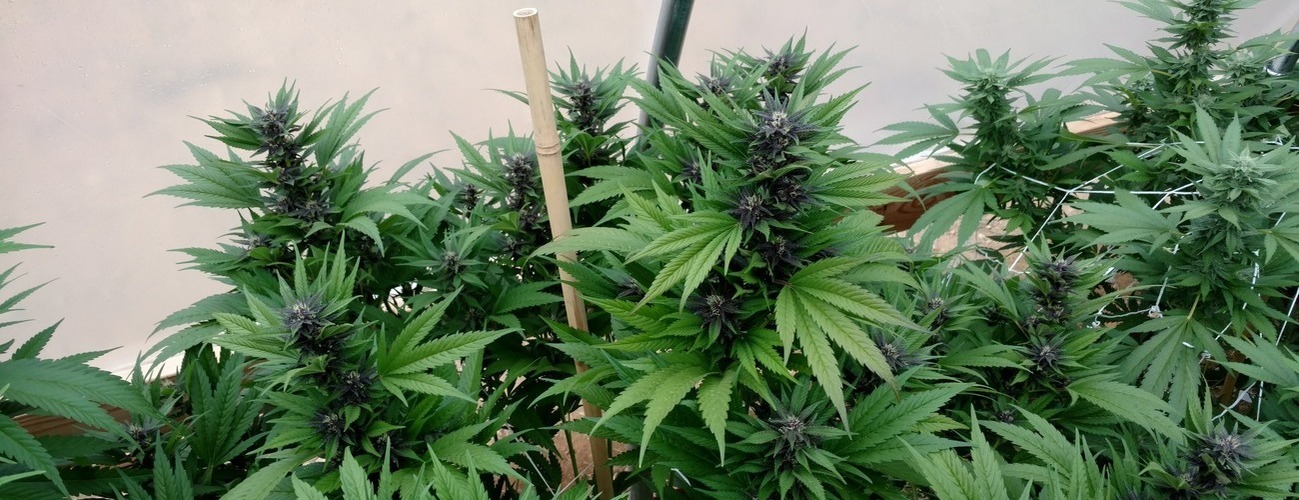 Dankside Farms Header Image Dankside Farms Header Image - The Grow