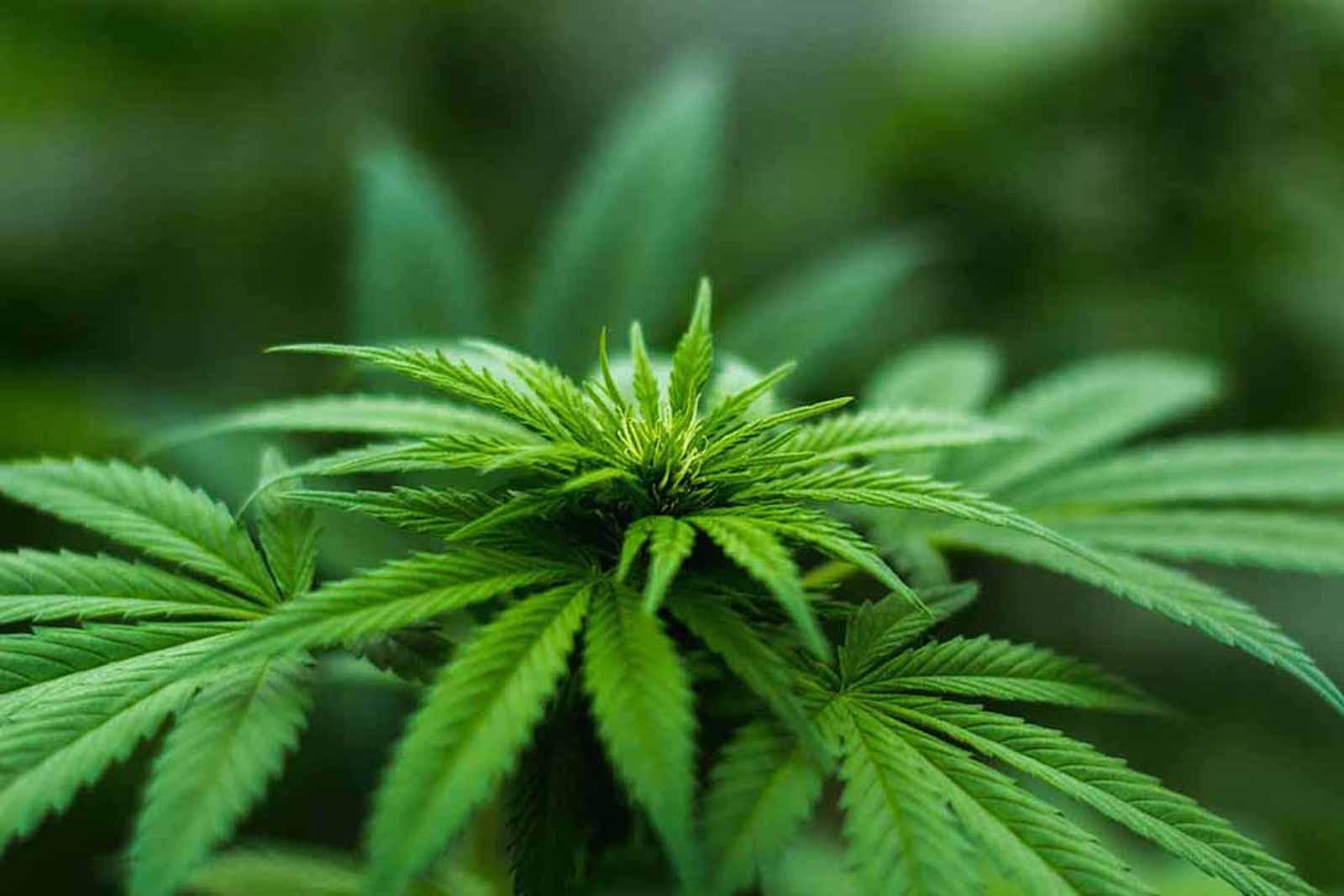 The Evolutionary Journey: Tracing Cannabis Phylogeny