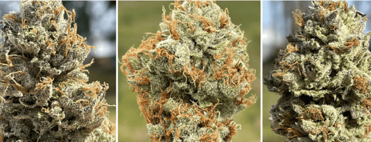 Creswell Oreganics Order Online Substance Market