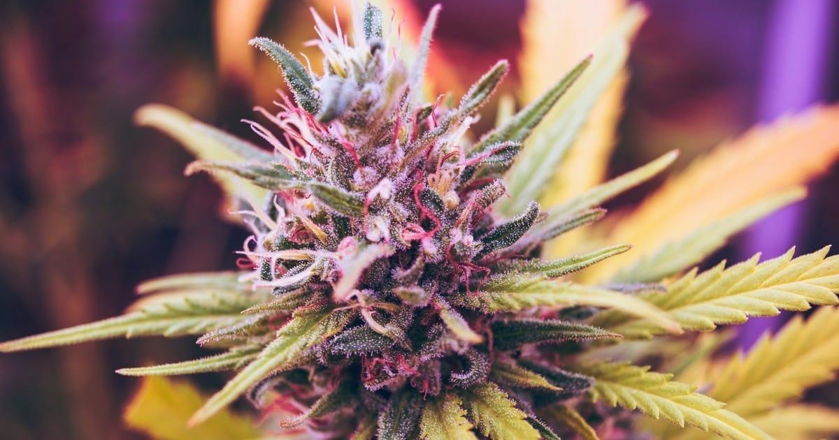 Unveiling 5 of the Rarest Cannabis Strains - Substance Cannabis Market